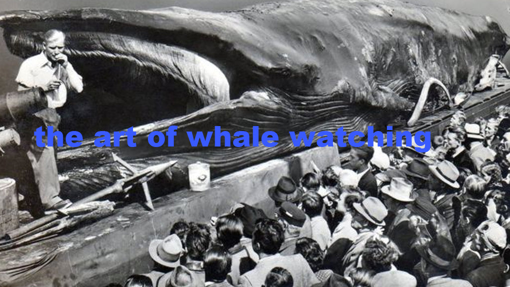 The Art of Whale Watching